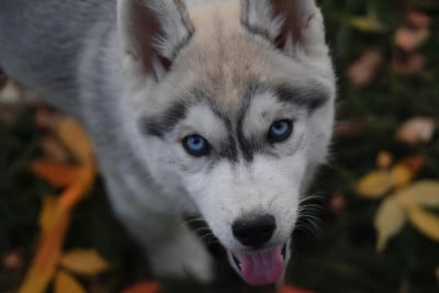 Les chiots de Siberian Husky
