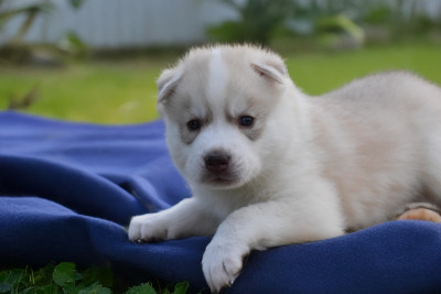 Les chiots de Siberian Husky