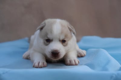 Les chiots de Siberian Husky