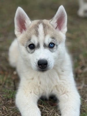 Les chiots de Siberian Husky