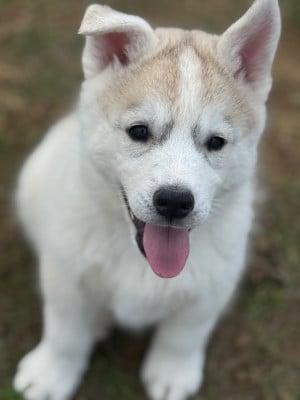 Les chiots de Siberian Husky