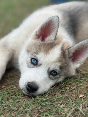 Les chiots de Siberian Husky