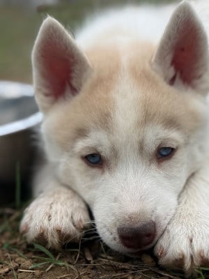 Les chiots de Siberian Husky