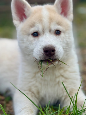 Les chiots de Siberian Husky