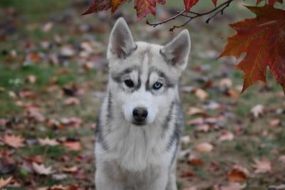 Les chiots de Siberian Husky