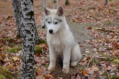 Les chiots de Siberian Husky
