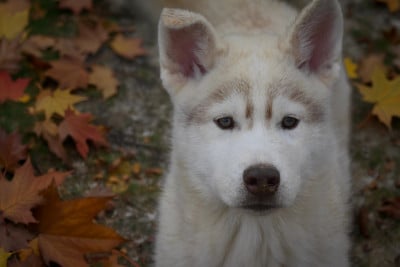Les chiots de Siberian Husky