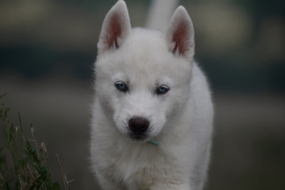 Les chiots de Siberian Husky