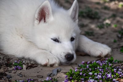 Les chiots de Siberian Husky