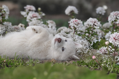 Les chiots de Siberian Husky