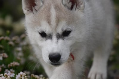 Les chiots de Siberian Husky