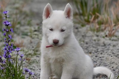 Les chiots de Siberian Husky