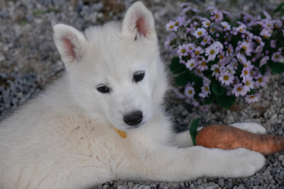 Les chiots de Siberian Husky