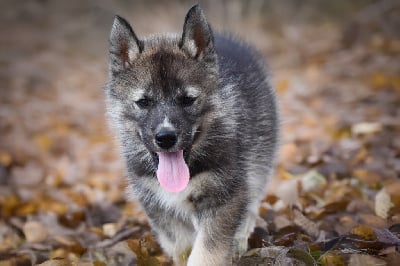 Les chiots de Siberian Husky