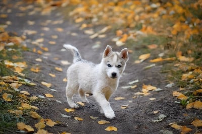 Les chiots de Siberian Husky