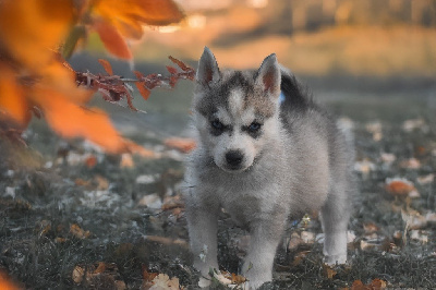Les chiots de Siberian Husky