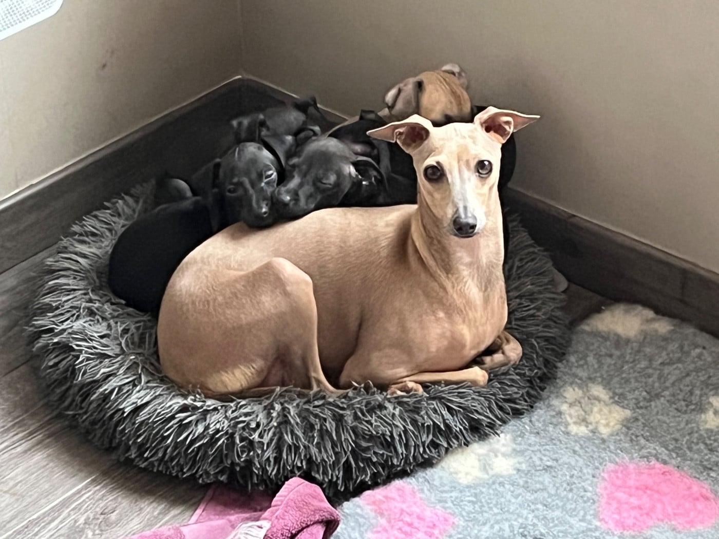 Petit Levrier Italien - Des Filles Du Feu