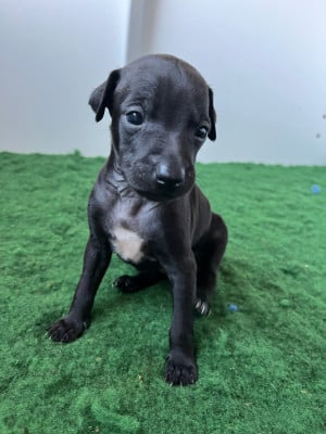 Les chiots de Petit Levrier Italien