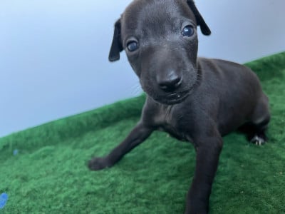 Les chiots de Petit Levrier Italien