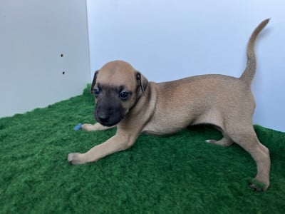 Les chiots de Petit Levrier Italien