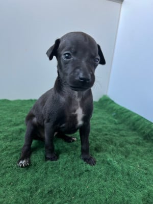 Les chiots de Petit Levrier Italien