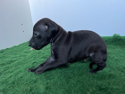 Les chiots de Petit Levrier Italien