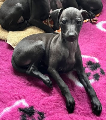 Les chiots de Petit Levrier Italien