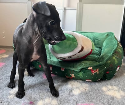 Les chiots de Petit Levrier Italien