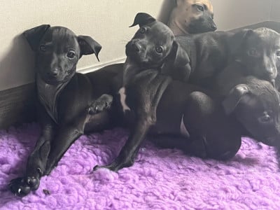 Les chiots de Petit Levrier Italien