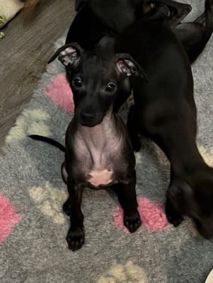 Les chiots de Petit Levrier Italien