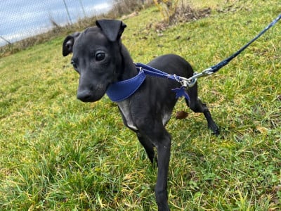 Les chiots de Petit Levrier Italien