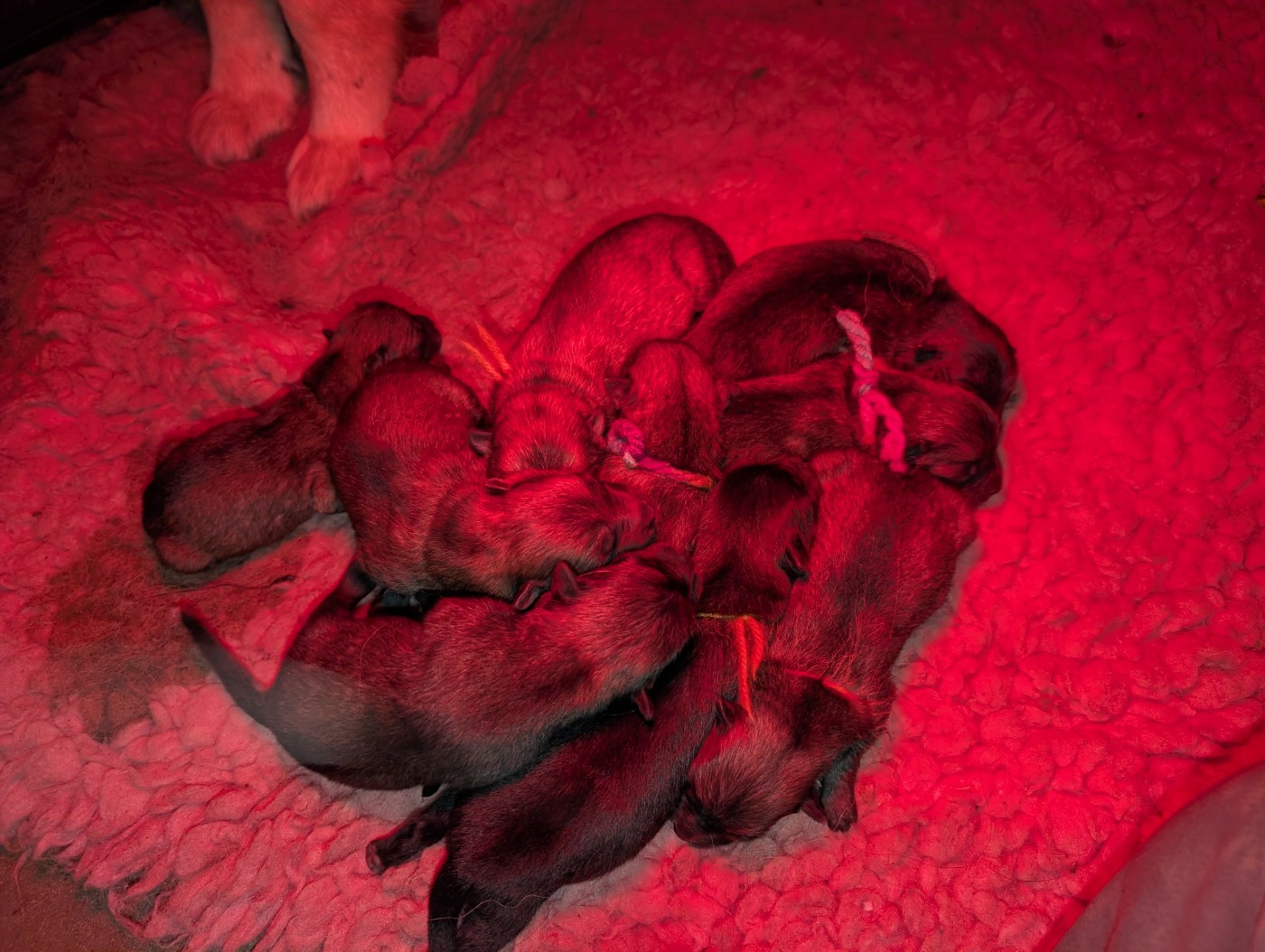 Eurasier - Idylles De La Déesse Neith