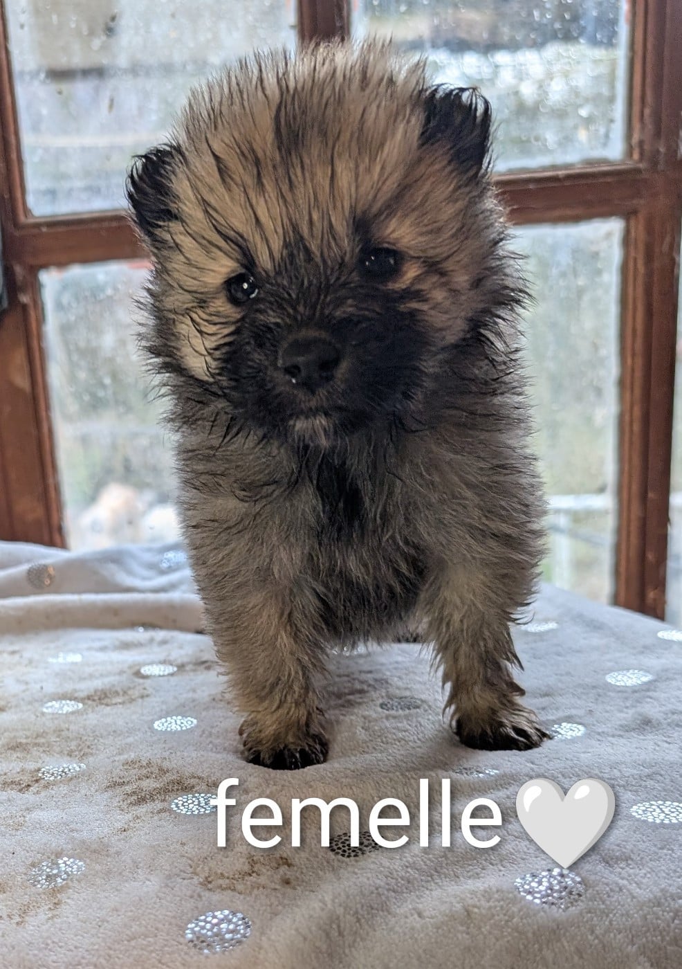 Fauve claire - Eurasier