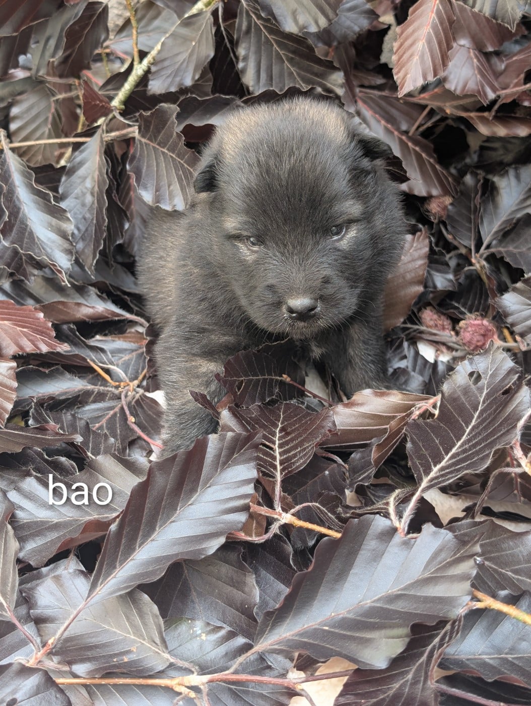 Bao - Eurasier