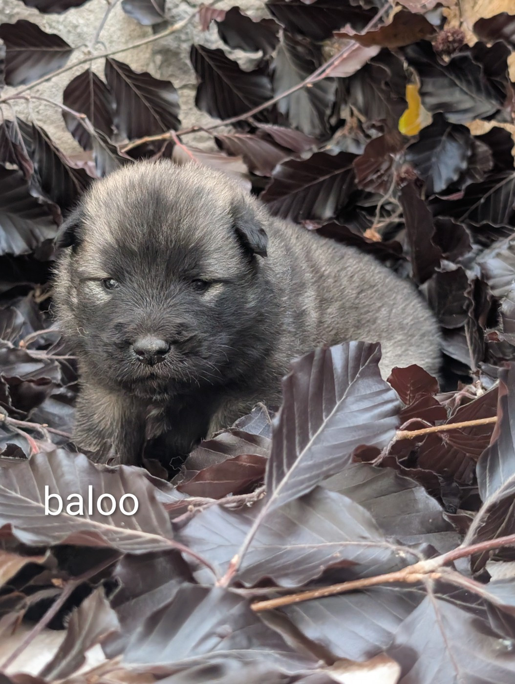 Baloo bleu - Eurasier