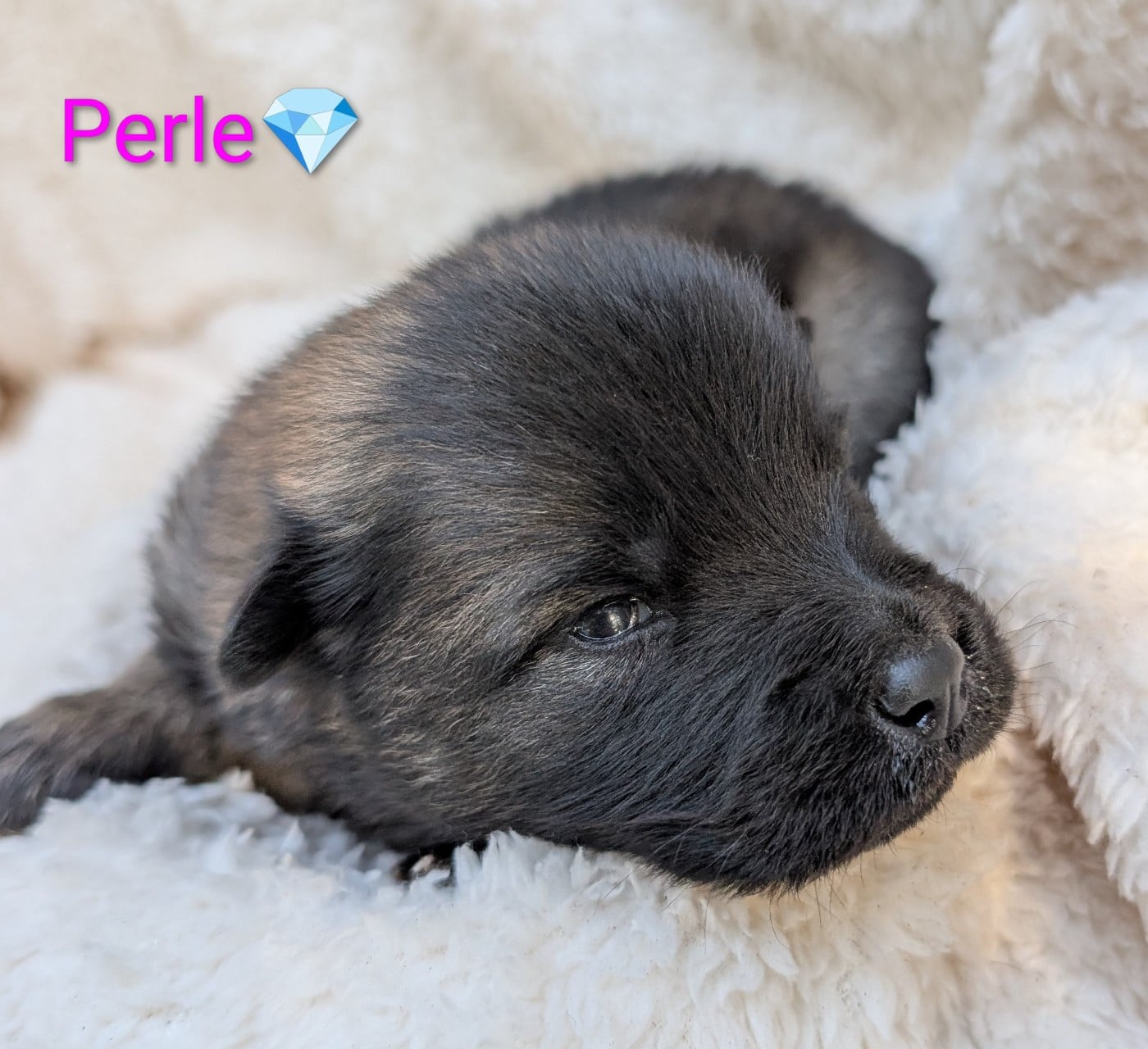 Chiot N°1 - Eurasier