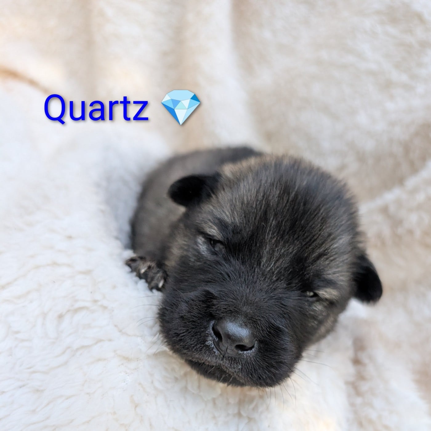 Chiot N°4 - Eurasier