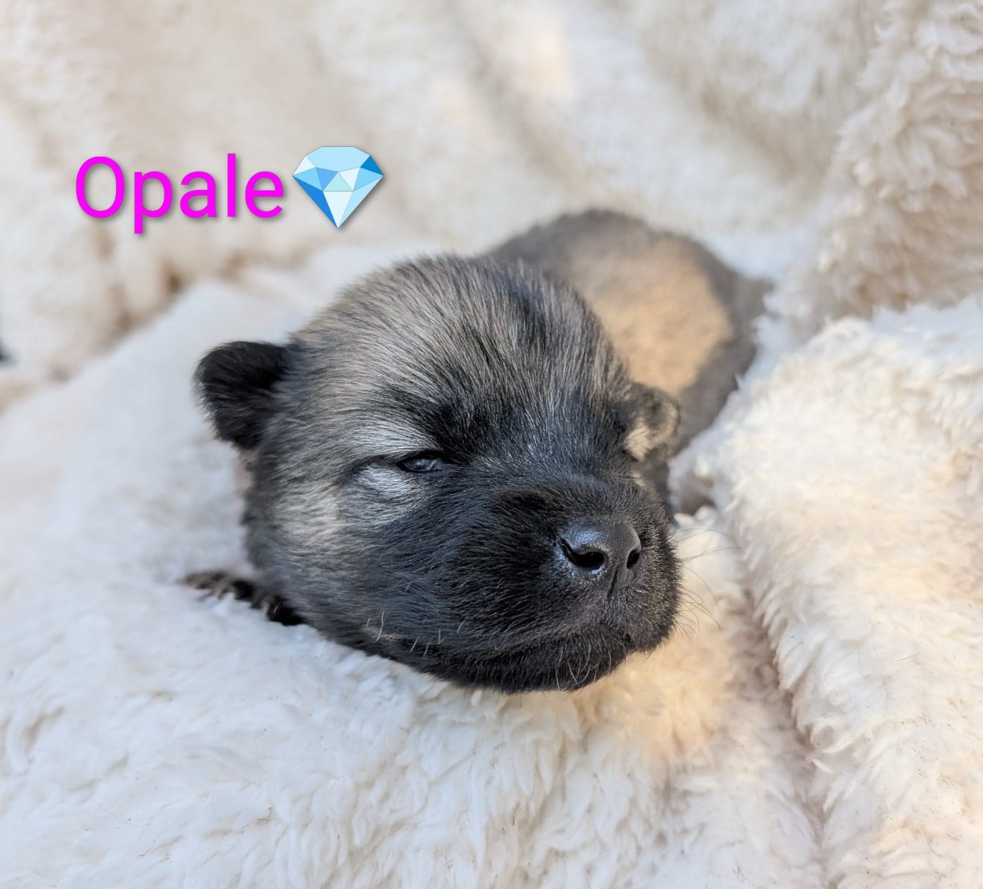 Chiot N°8 - Eurasier