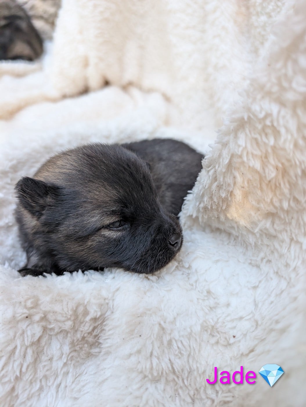 Chiot N°7 - Eurasier