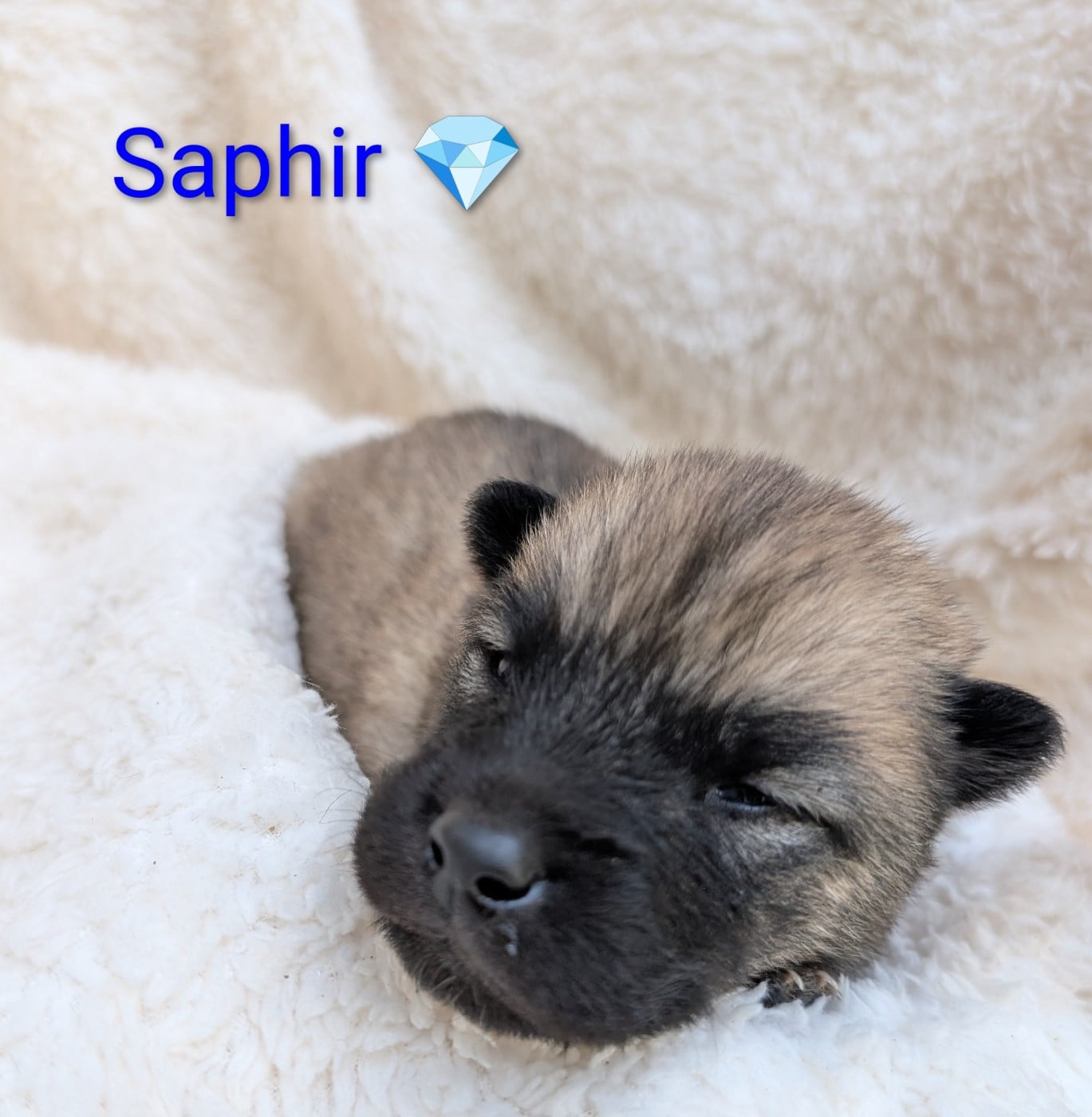 Chiot N°6 - Eurasier