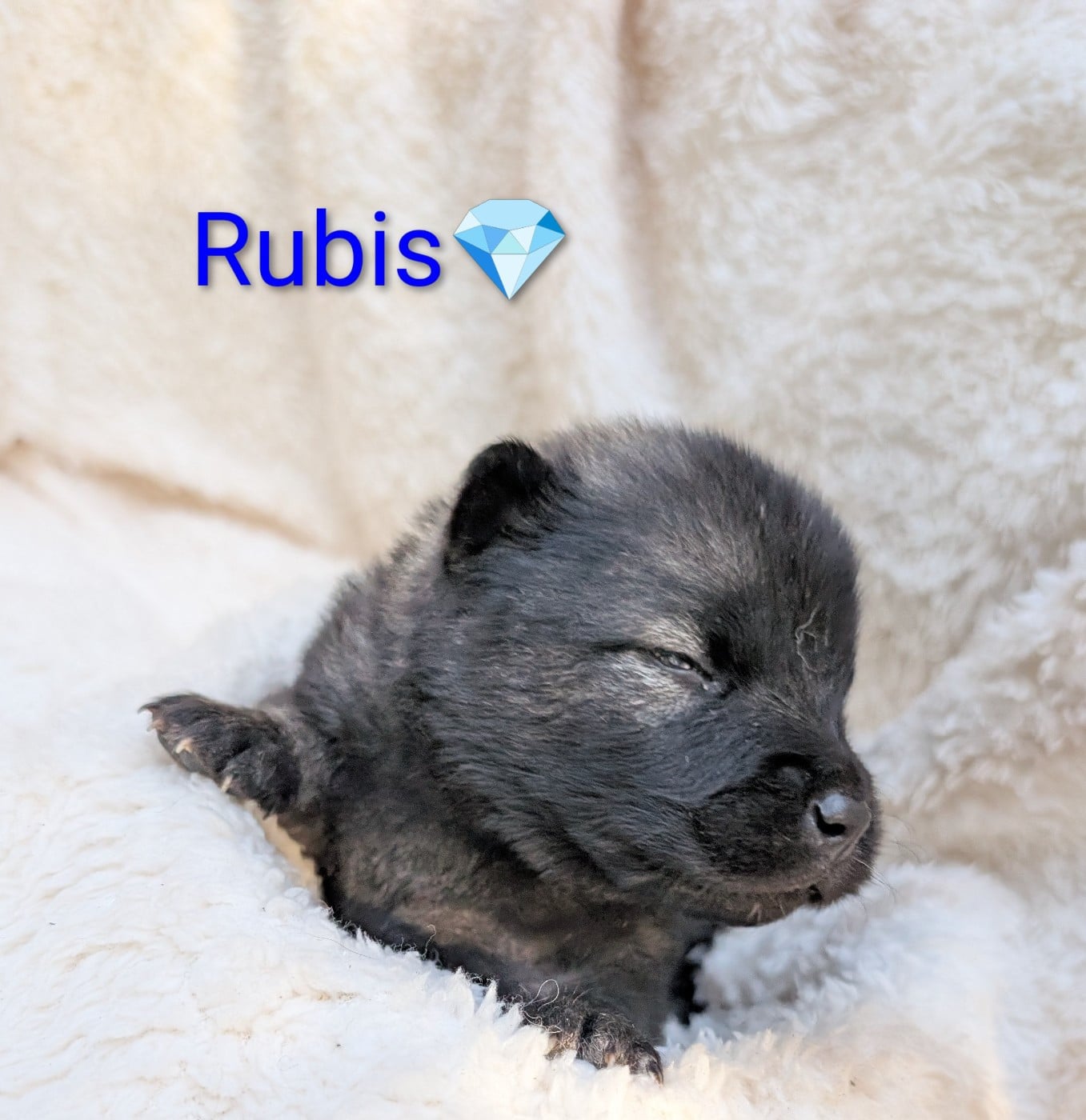 Chiot N°5 - Eurasier