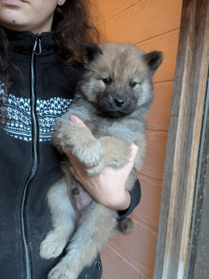Les chiots de Eurasier