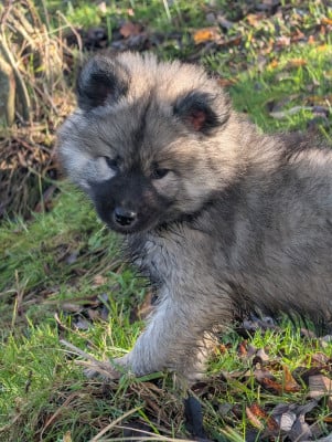 Les chiots de Eurasier