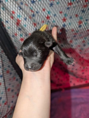 Les chiots de Eurasier