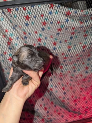 Les chiots de Eurasier