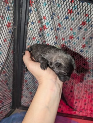 Les chiots de Eurasier