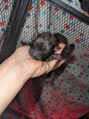 Les chiots de Eurasier