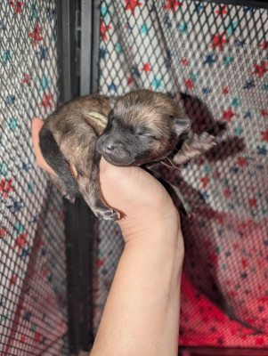 Les chiots de Eurasier