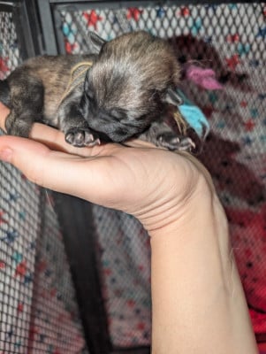 Les chiots de Eurasier