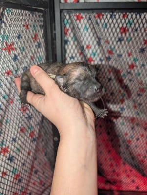 Les chiots de Eurasier